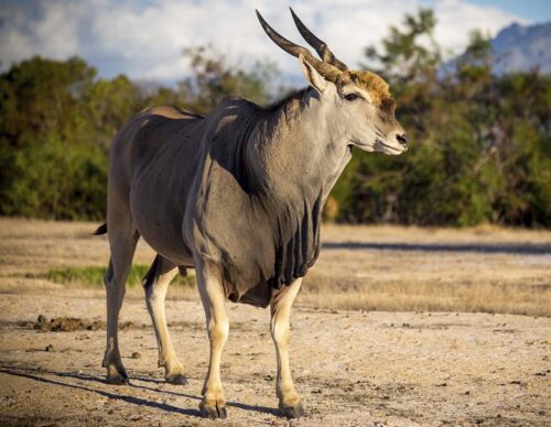 Game Drives